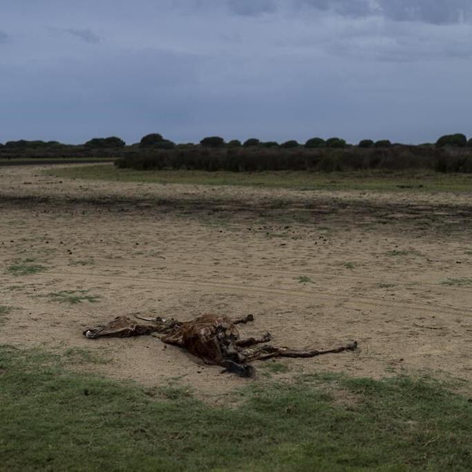 Spain announces a 1.4 billion-euro deal to help protect the prized Doñana wetland from drying up